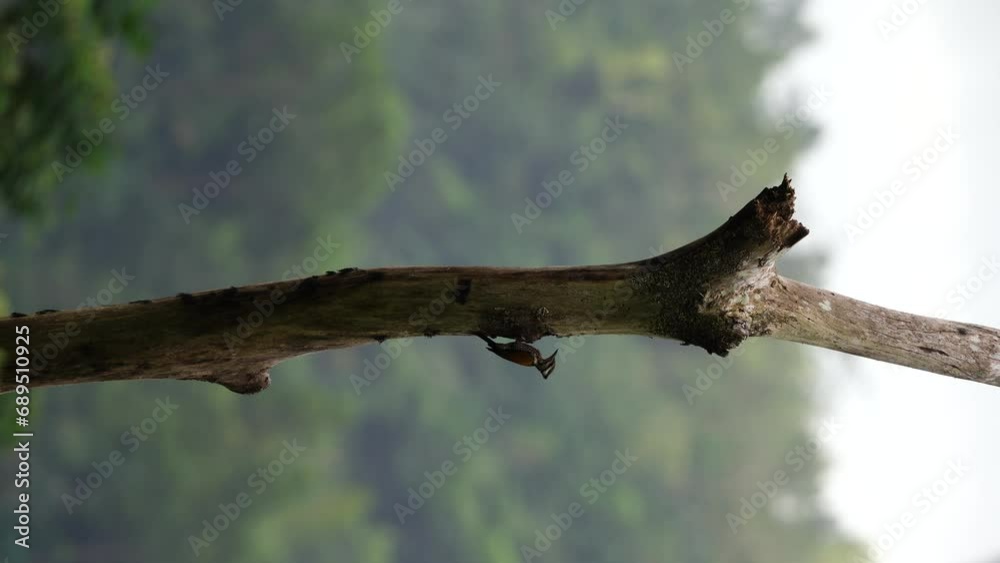 a female woodpecker bird is looking at her young in a nest in a hole in a tree branch a female woodpecker bird is looking at her young in a nest in a hole in a tree branch