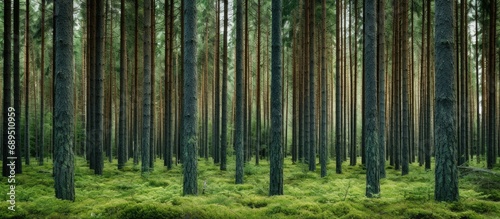 Fototapeta Naklejka Na Ścianę i Meble -  Dense coniferous forest with filled vertical spaces between evergreen tree trunks.
