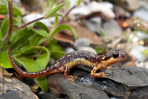 Karpathos-Salamander - Weibchen // female of the Karpathos salamander (Lyciasalamandra helverseni) - Insel Karpathos, Griechenland photo