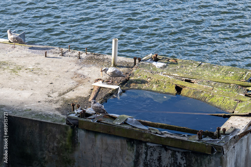 Seabirds Resting on Abandoned Pier by the Water