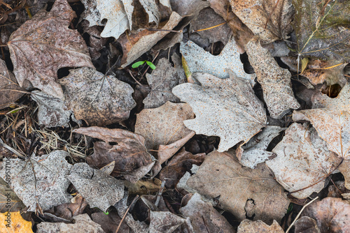 beautiful dry leaves closeup