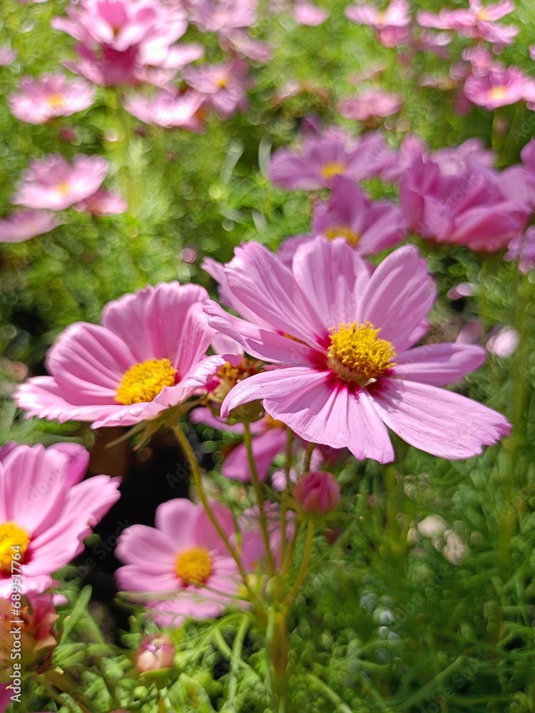 Daisy pink flowers blooming in garden city Bangkok Thailand
Daisy pink flowers blooming in garden city Bangkok Thailand
