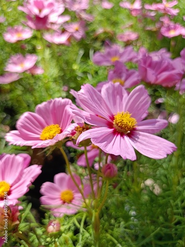 Daisy pink flowers blooming in garden city Bangkok Thailand 