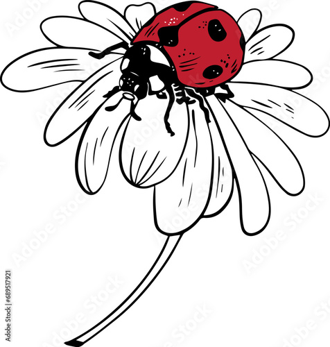 Single sketch style red ladybug on daisy flower illustration black lineart isolated on white background