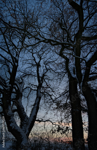 Dunkle kahle Bäume im letzten Tageslicht
