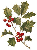 Sprig of Holly plant isolated on transparent background, old botanical illustration