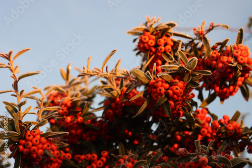 Pyracantha or Firethorn hedge covered with frost on winter season against blue sky. Firethorn with red berries and frost in the garden at sunset photo