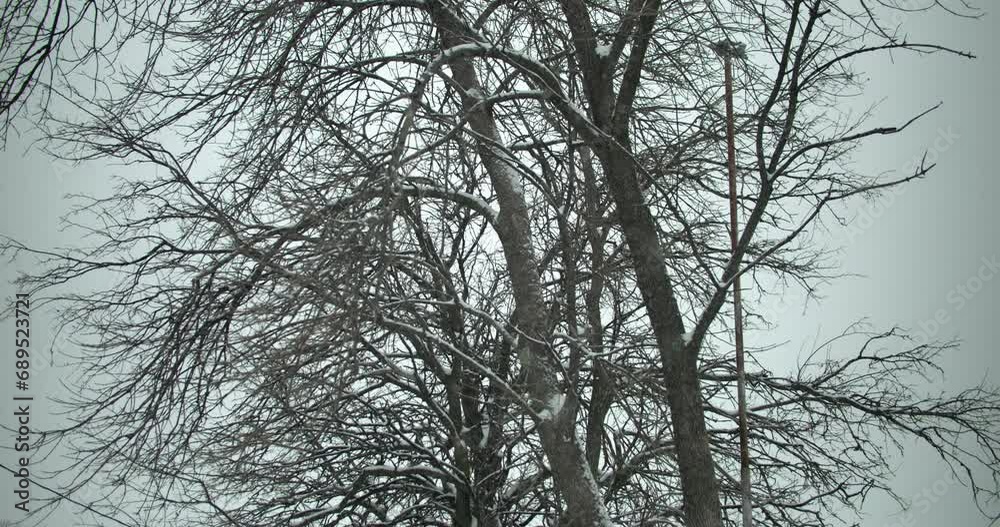 Snowflakes fall in cinematic slow motion on a tree during winter snow storm. Snowflakes fall in cinematic slow motion on a tree during winter snow storm.