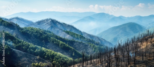 Charred vegetation after Slovenia wildfires in summer 2022
