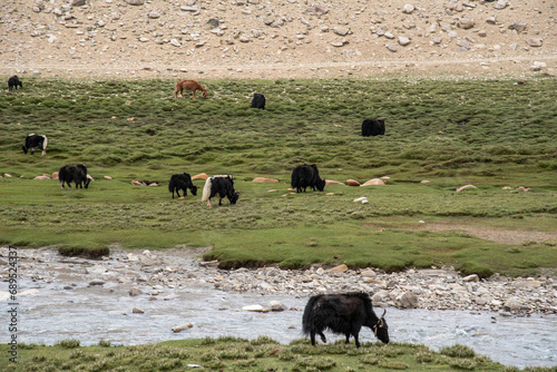 The Yak is one of the most important domestic animals in Tibet © Herotozero
