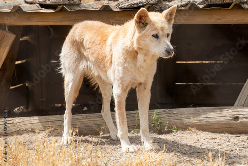 An Australian Dingo.