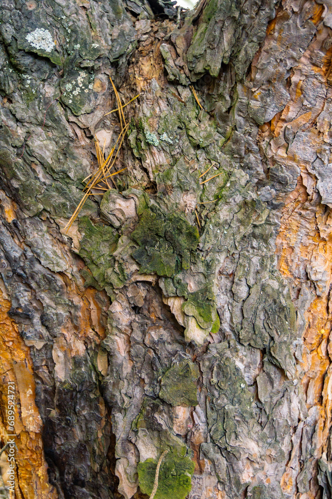 Pine tree bark texture