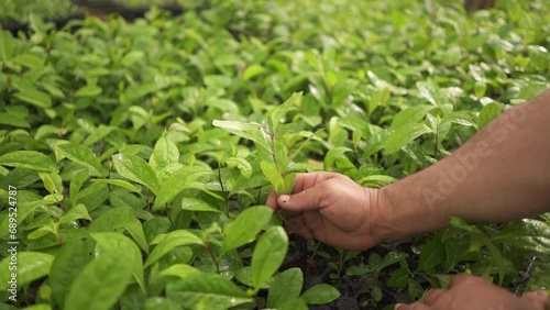 Man Hand Planting Native South America Yerba Mate in a Greenhouse photo
