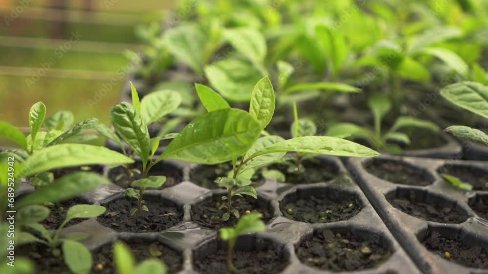 Yerba Mate Seed Tray with small Growing Sprouts Herbs in the Wind Yerba Mate Seed Tray with small Growing Sprouts Herbs in the Wind