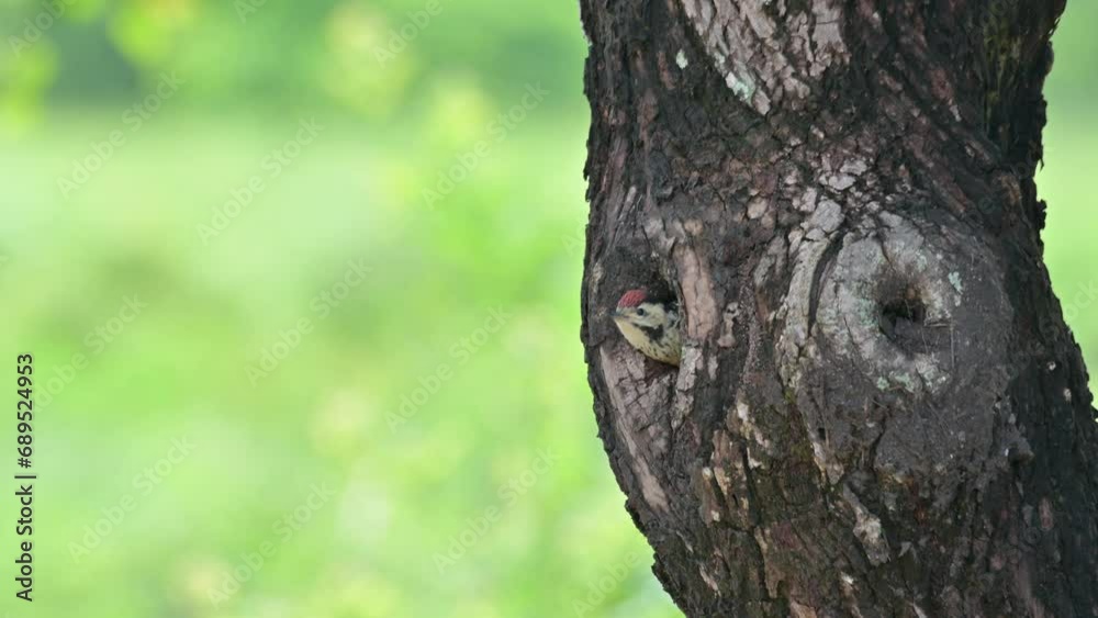 Seen sticking out its head waiting for its parents to come and feed, Speckle-breasted Woodpecker Dendropicos poecilolaemus, Thailand Seen sticking out its head waiting for its parents to come and feed, Speckle-breasted Woodpecker Dendropicos poecilolaemus, Thailand