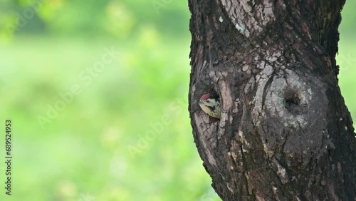 Seen sticking out its head waiting for its parents to come and feed, Speckle-breasted Woodpecker Dendropicos poecilolaemus, Thailand photo