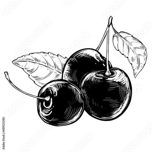 Cherry vintage vector sketch illustration
