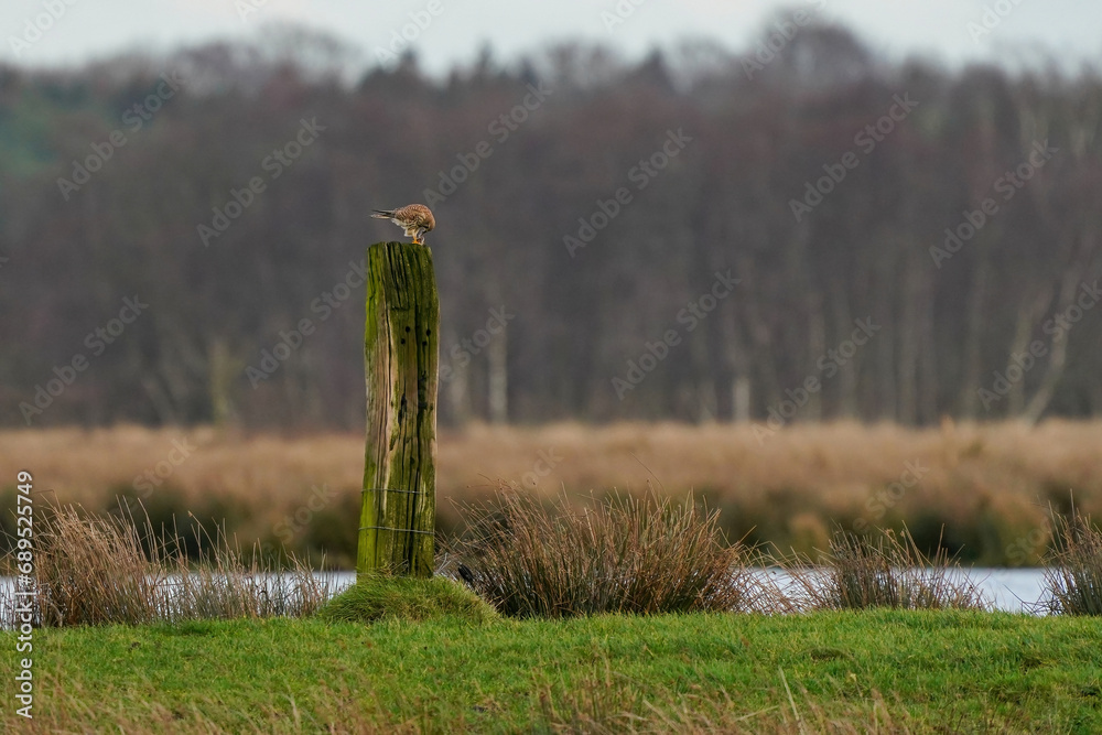 Beautiful bird of prey, falcon sits on a dry branch in search of prey. Bird watching, similar falcons, natural background, forest, water, lake