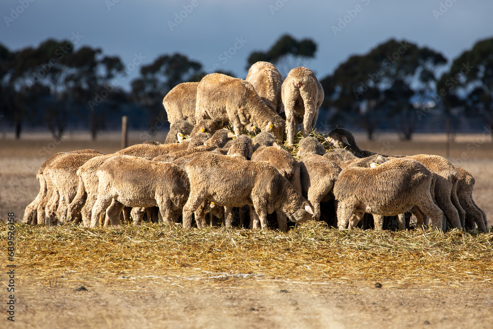Sheep feeding on hay, Country South Australia. Sheep feeding on hay, Country South Australia.