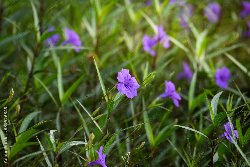 Purple flower (Ruellia brittoniana) on grass background.This plant very popular for garden design. Purple flower (Ruellia brittoniana) on grass background.This plant very popular for garden design.