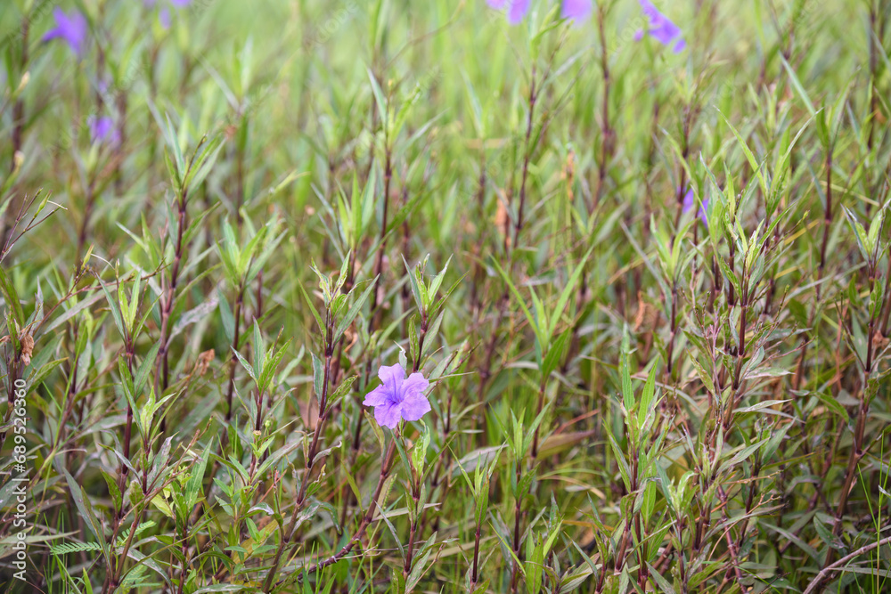 Purple flower (Ruellia brittoniana) on grass background.This plant very popular for garden design. Purple flower (Ruellia brittoniana) on grass background.This plant very popular for garden design.