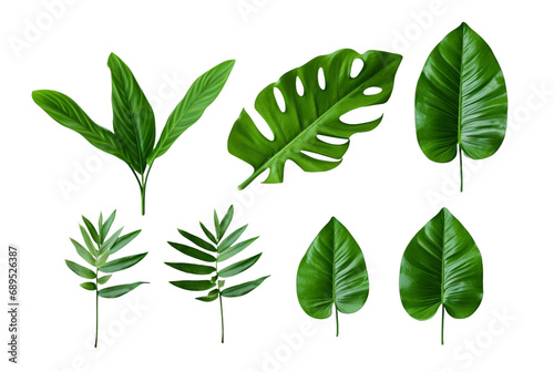 collection of tropical leaves isolated transparent background. generative ai