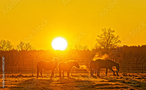 Sonnenenaufgang an der Pferdekoppel