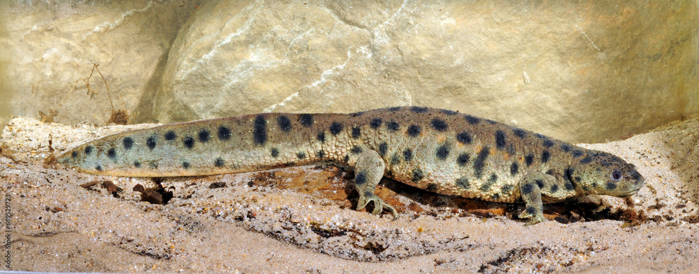 Spanischer Rippenmolch // Iberian ribbed newt (Pleurodeles waltl) Spanischer Rippenmolch // Iberian ribbed newt (Pleurodeles waltl)