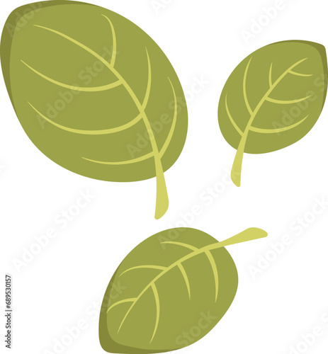 Mint Leaves Spices