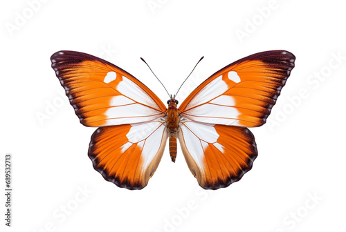 beautiful colorful butterfly isolated transparent background. generative ai © LivroomStudio