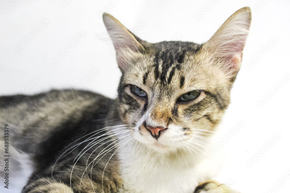 a tabby cat, isolated on a white background
