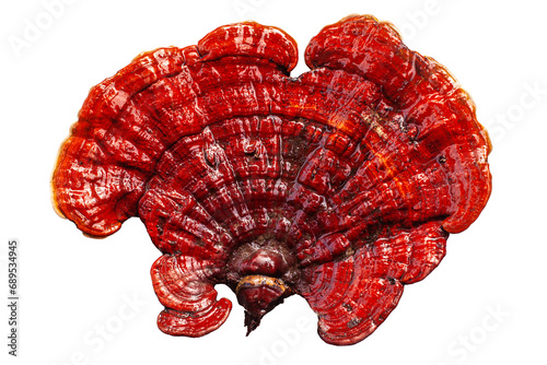 Red reishi mushroom on white background isolated closeup, Lingzhi mushroom, Ganoderma lucidum, lacquered mushroom, medicinal fungus photo