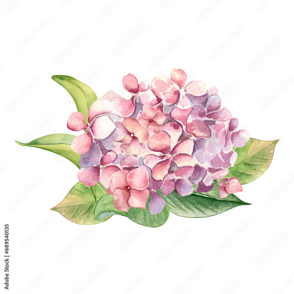 Watercolor illustration of pink hydrangea and leaves isolated on white ...