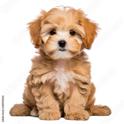 Maltipoo Dog Puppy photo