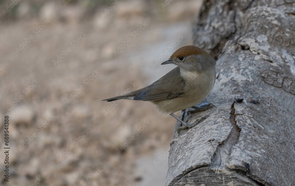 female eurasian blackcap in the branch female eurasian blackcap in the branch