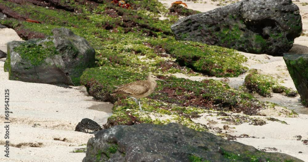 Beautiful whimbrel standing alone on the beach on a sunny day. Beautiful whimbrel standing alone on the beach on a sunny day.