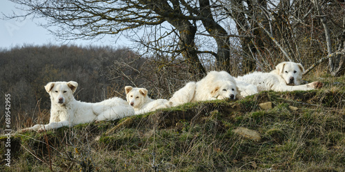 Cani Abruzzesi da pecora si riposano - Campotosto - L'Aquila Abruzzo photo