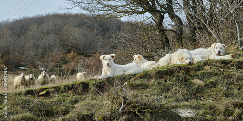 Cani Abruzzesi da pecora si riposano - Campotosto - L'Aquila Abruzzo photo