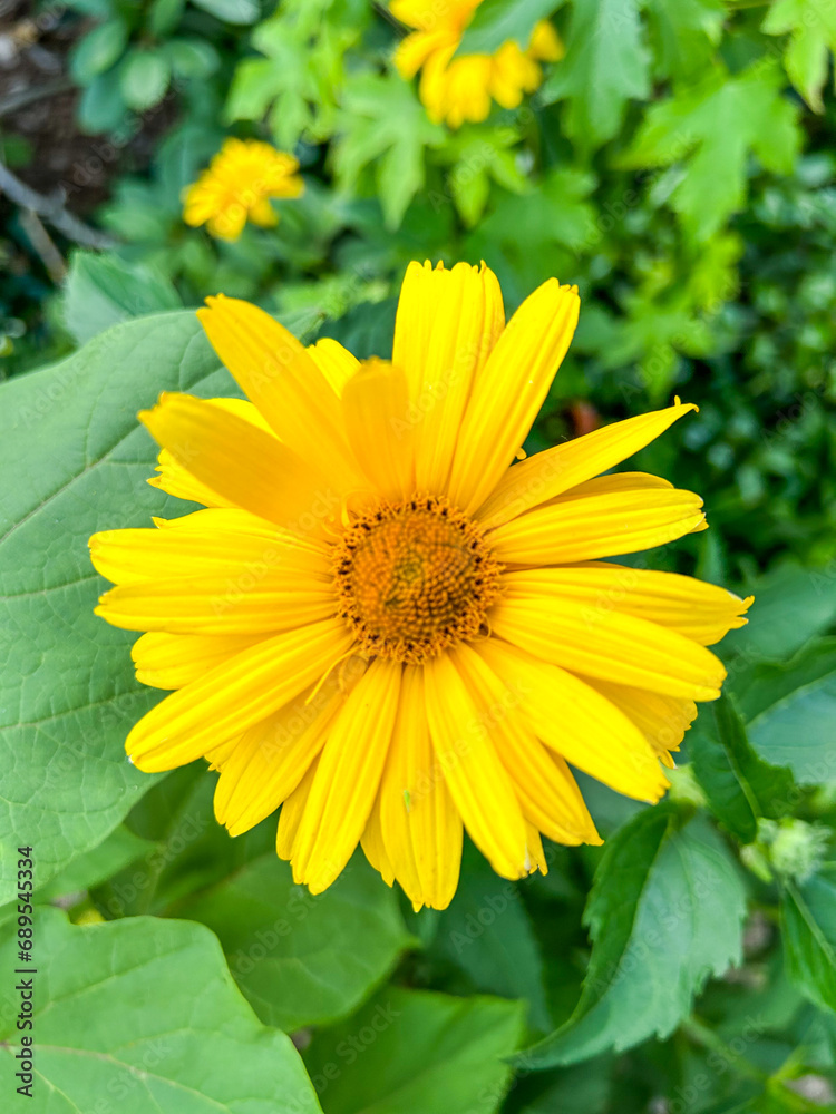 Obraz premium False sunflower