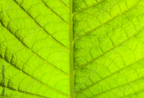 Light green leaf of tobacco, close-up.