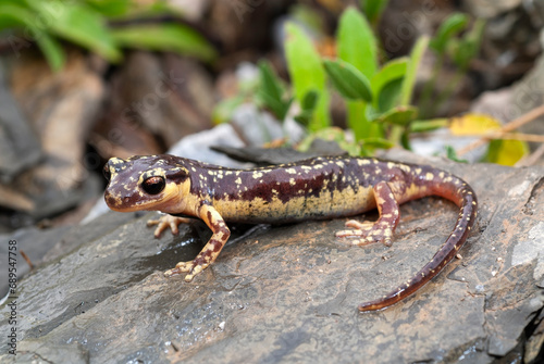 Karpathos-Salamander - Weibchen // female of the Karpathos salamander (Lyciasalamandra helverseni) - Insel Karpathos, Griechenland