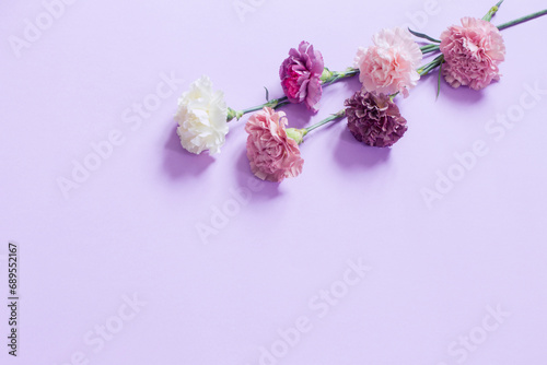 carnation flowers on purple paper background