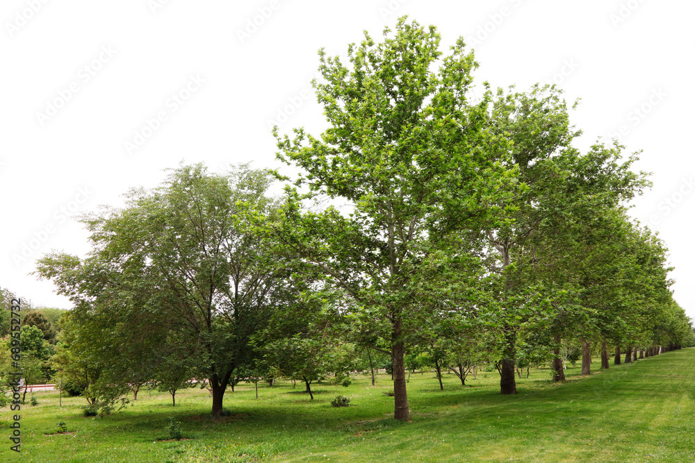 Lush city park and beautiful garden with lawn, park bench and walking path Lush city park and beautiful garden with lawn, park bench and walking path