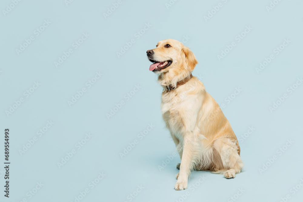 Full body side view lovely purebred golden retriever Labrador dog be alone isolated on plain pastel light blue color wall background studio portrait Taking care about animal pet, canine breed concept