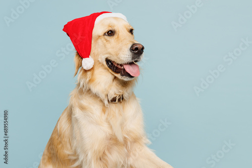 Cute funny purebred golden retriever Labrador dog wear Santa Claus hat isolated on plain pastel light blue color wall background studio portrait Celebrating New Year Christmas, animal shelter concept