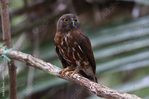 The brown boobook (Ninox scutulata), also known as the brown hawk-owl. This photo was taken in Java island, Indonesia(Ninox scutulata javanensis ). photo