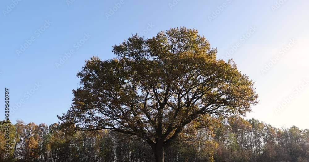 an old huge oak with orange autumn foliage, one old oak in the field during autumn leaf fall an old huge oak with orange autumn foliage, one old oak in the field during autumn leaf fall
