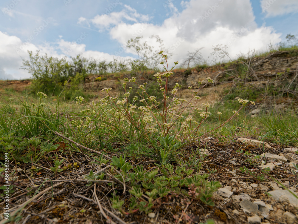 Fototapeta premium Blaugrüner Faserschirm, Trinia glauca