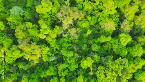 Drone footage of green Jungle in South America. photo
