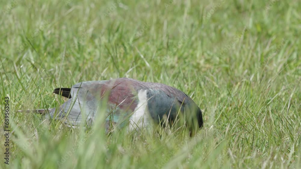 Kereru Wood Pigeon Pecking Food On The Grassy Ground. - close up shot Kereru Wood Pigeon Pecking Food On The Grassy Ground. - close up shot